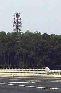 cell tower trees off highways disguised